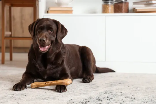 How to Build a Healthy Daily Routine for Your Dog