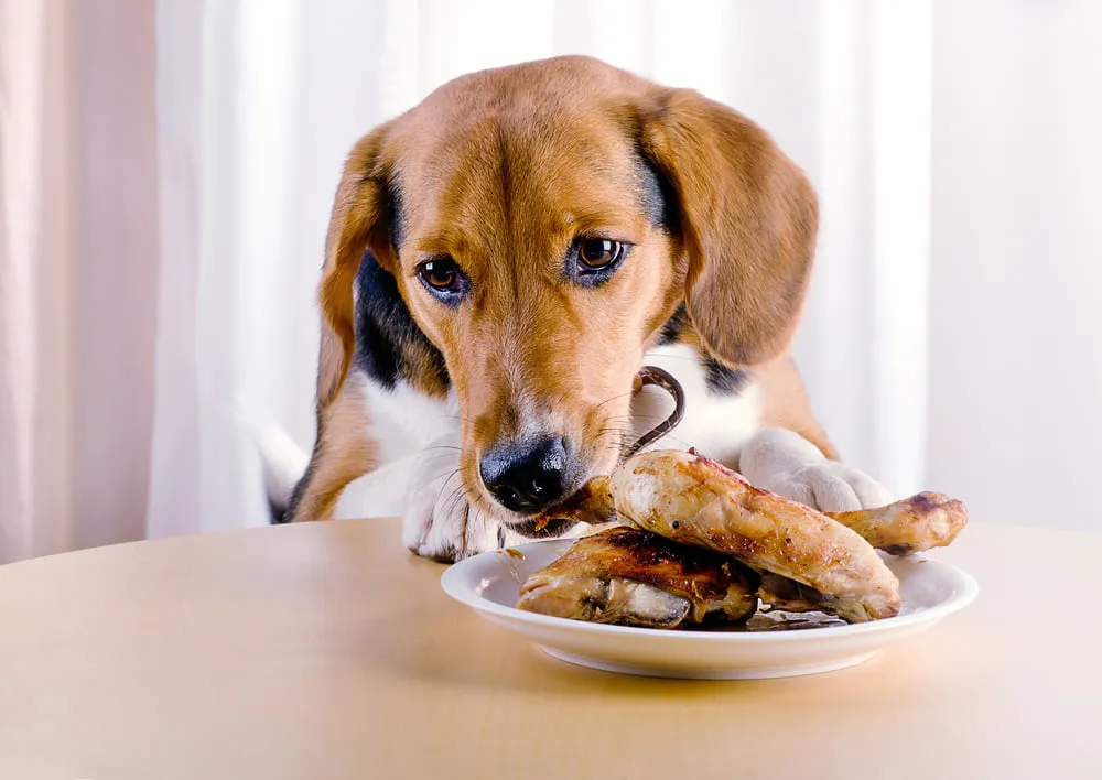 The Secret Health Benefits of Daily Chewing for Dogs