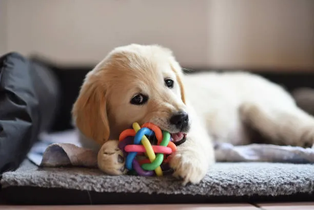 Interactive Toys vs. Traditional Toys: What’s Best for Your Pup?